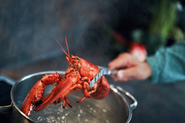 Know More about How Lobsters Are Harvested Fresh From the Water