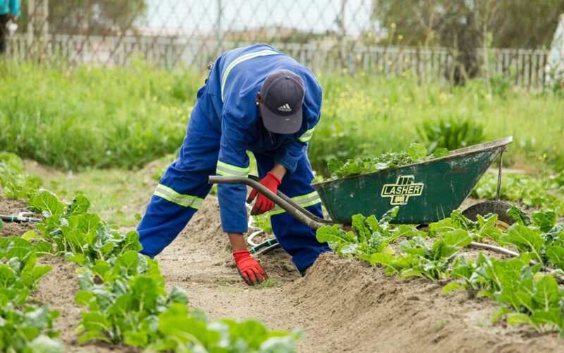 Pros and Cons of Starting a Gardening Business